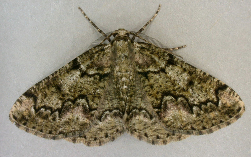 Brussels Lace