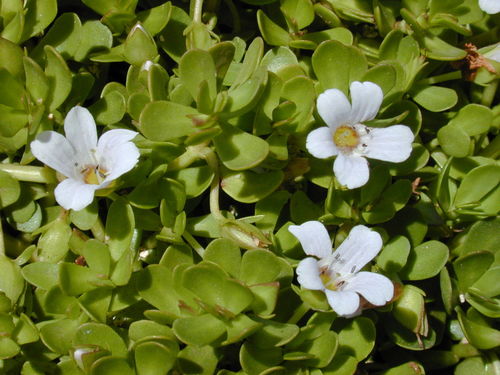 Bacopa monnieri