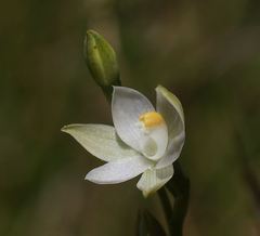 Thelymitra nuda