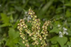 Rumex tuberosus creticus