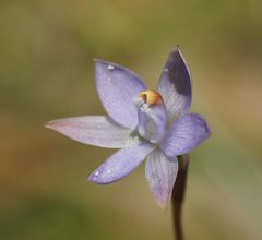 Thelymitra pallidifructus