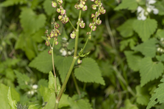 Rumex tuberosus creticus