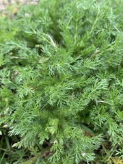 Matricaria discoidea