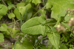 Rumex tuberosus creticus
