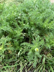 Matricaria discoidea