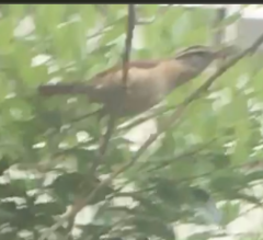 Thryothorus ludovicianus