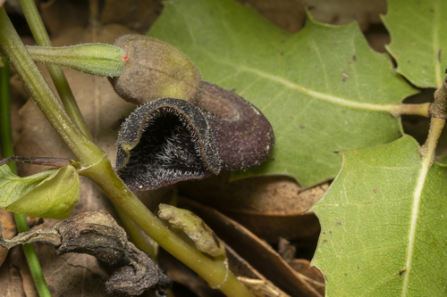 Image of Aristolochia guichardii by (c) Eleftherios Katsillis, some rights reserved (CC BY)