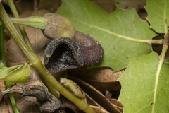 Aristolochia guichardii