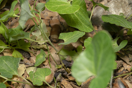 Image of Aristolochia guichardii by (c) Eleftherios Katsillis, some rights reserved (CC BY)
