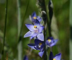 Thelymitra holmesii