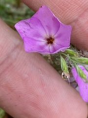 Phlox drummondii