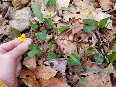 Viola eriocarpa