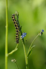 Gnophaela latipennis