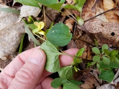 Viola eriocarpa