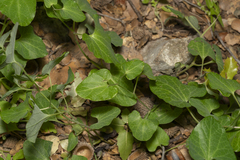 Aristolochia guichardii