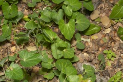 Aristolochia guichardii