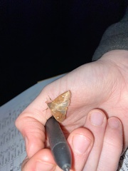 Eulepidotinae