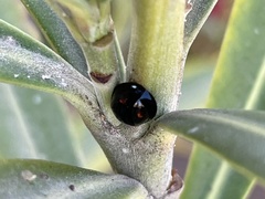 Coccinellidae