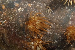 Anemonia sargassensis