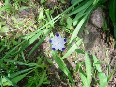 Nemophila maculata