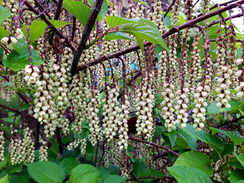 Stachyuraceae