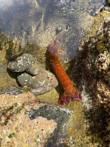 Pseudosquillopsis marmorata