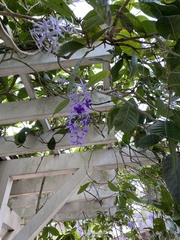 Petrea