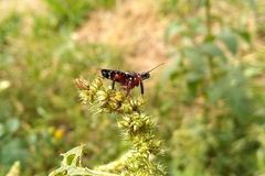 Apiomerus erythromelas