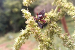 Apiomerus erythromelas