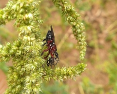 Apiomerus erythromelas