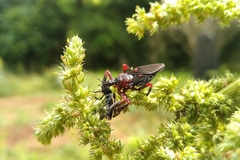 Apiomerus erythromelas
