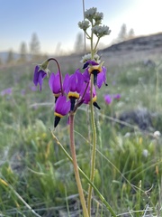 Primula poetica