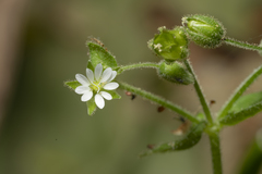 Stellaria cupaniana