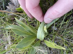 Primula poetica