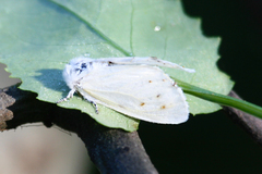 Spilosoma vestalis