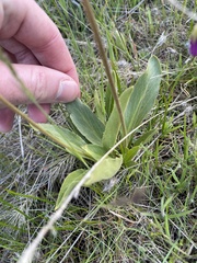 Primula poetica