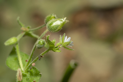 Stellaria cupaniana