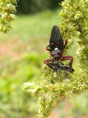 Apiomerus erythromelas
