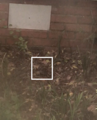 Zonotrichia albicollis