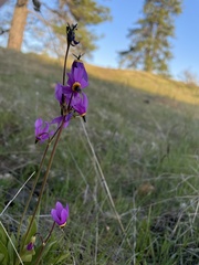 Primula poetica