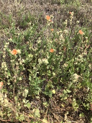 Sphaeralcea lindheimeri