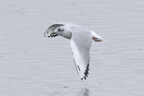 Gaviota de Bonaparte (Chroicocephalus philadelphia)
