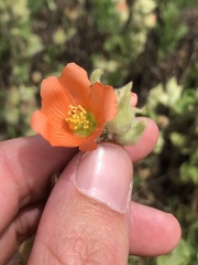 Sphaeralcea lindheimeri