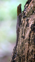 Lygodactylus picturatus