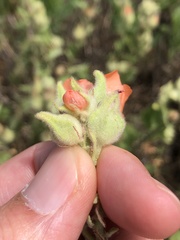Sphaeralcea lindheimeri
