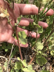 Sphaeralcea lindheimeri