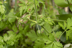 Stellaria cupaniana