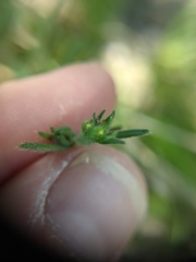 Lithospermum mirabile