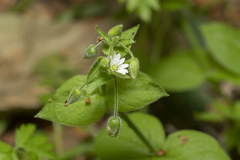 Stellaria cupaniana
