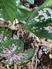 Caladium